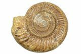 Polished Jurassic Ammonite (Perisphinctes) - Madagascar #248757-1
